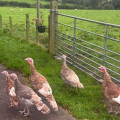 Turkeys