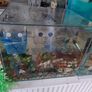 Fish tank full set up Image 4