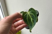 Anthurium Regale