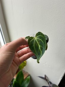 Anthurium Regale