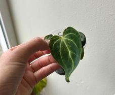 Anthurium Regale
