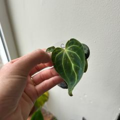 Anthurium Regale