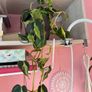 Rare houseplant Philodendron Cream Splash Image 5