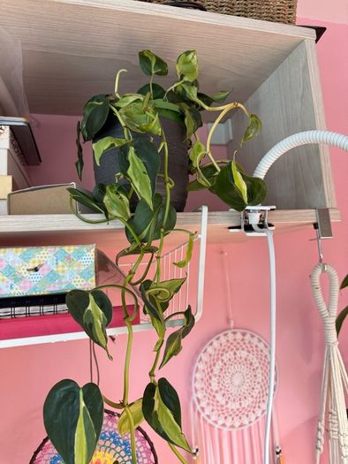 Rare houseplant Philodendron Cream Splash