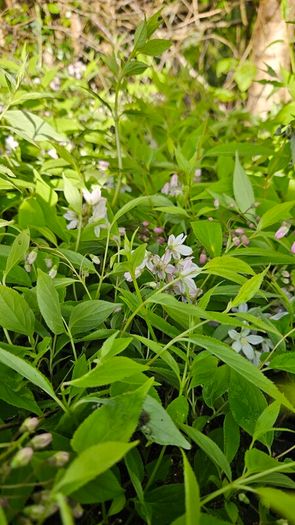 Plants, Flowering Shrubs, Grasses