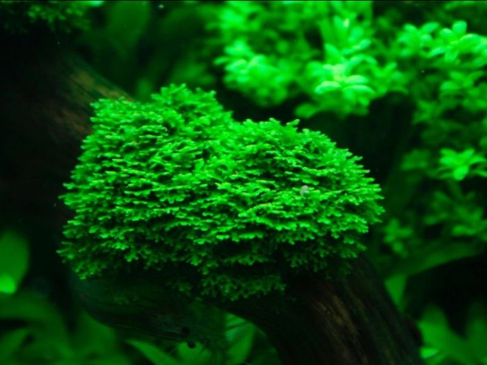Riccardia sp. "chamedryfolia" Coral moss