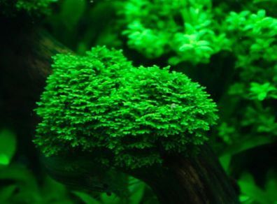 Riccardia sp. "chamedryfolia" Coral moss