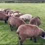 Ewe lambs Image 2