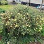 Mature garden shrub Image 2