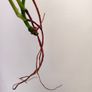 No.4 Monstera Adansonii Mint need bright light for mint to come back Image 7