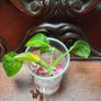 Philodendron Water rooting bundle Image 5