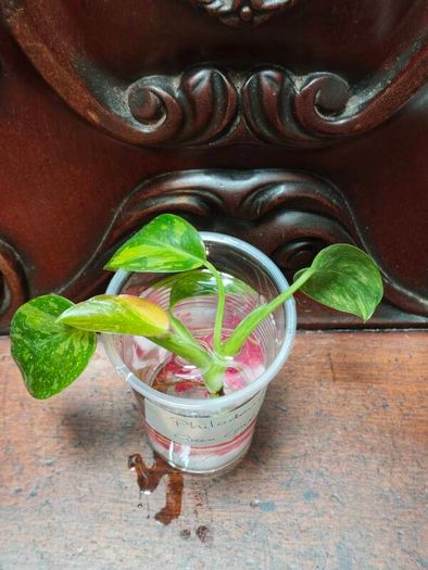 Philodendron Water rooting bundle