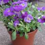 Aubrieta Blue Image 2