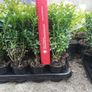 Box Hedging Image 3