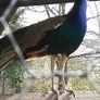 Peafowl hatching eggs Image 6