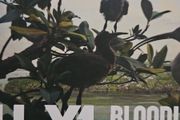 Bell X1 - Bloodless Coup.