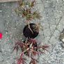 2 Peony Roses just about to flower Image 3