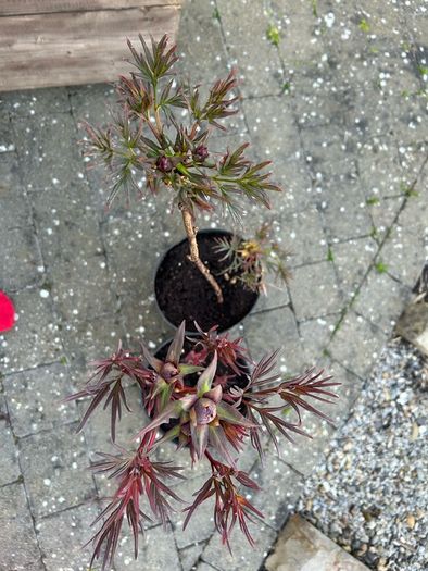 2 Peony Roses just about to flower