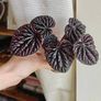 Peperomia Red Luna Plant Image 2