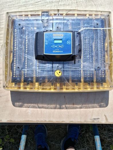 Egg Incubator