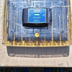 Egg Incubator