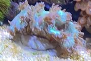 coral