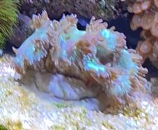 coral