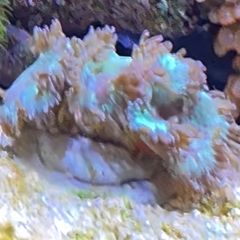 coral