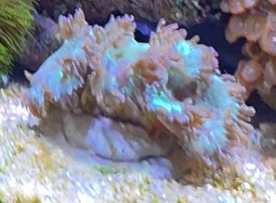 coral