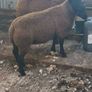 Rams and ewe lambs Image 7