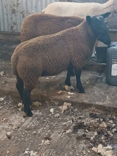 Rams and ewe lambs