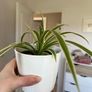 spider plant Image 3