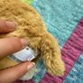 jellycat Image 3