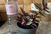 plant nanouk