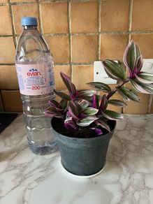 plant nanouk