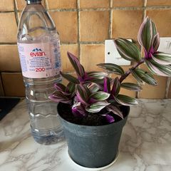 plant bank