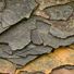 Shale