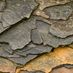 Shale