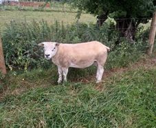 Pb registered texel hogget