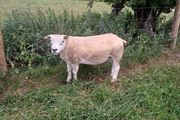 Pb registered texel hogget