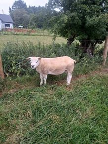 Pb registered texel hogget