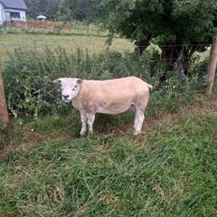 Pb registered texel hogget