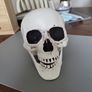 Skull lifesize plastic Image 2