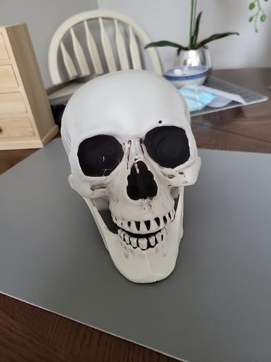 Skull lifesize plastic