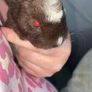 baby guinea Image 3