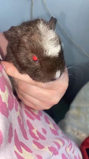baby guinea