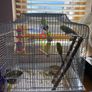 bird cage Image 4