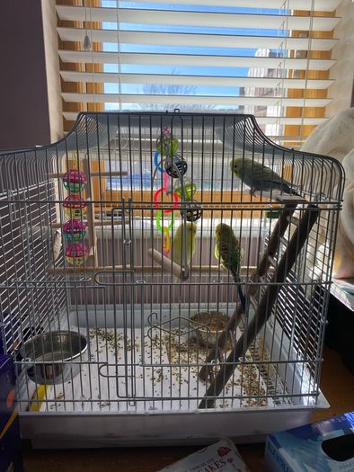 bird cage