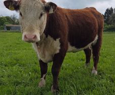 Pedigree Hereford Maiden Heifer