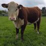 Pedigree Hereford Maiden Heifer Image 9